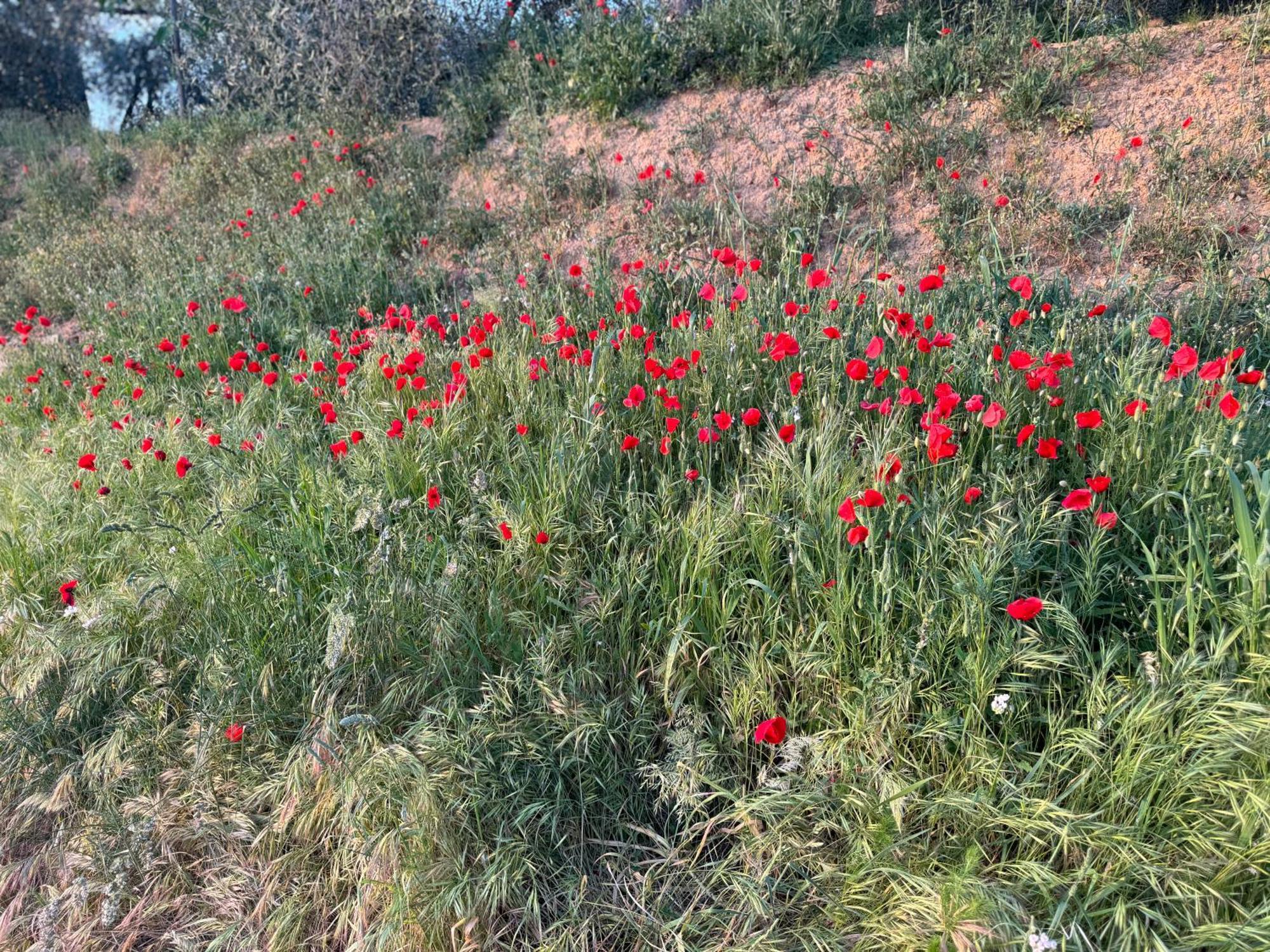Apartament Antico Borgo San Quirico dʼOrcia Zewnętrze zdjęcie